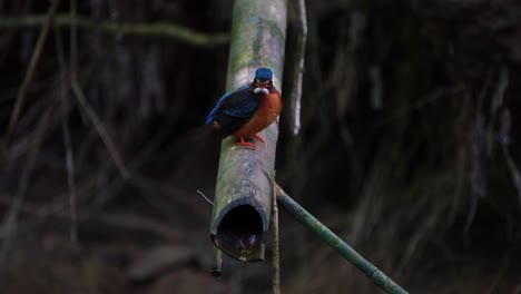 Martín-Pescador-De-Orejas-Azules,-Alcedo-Meninting,-Parque-Nacional-Kaeng-Krachan,-Tailandia