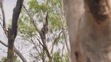 Lustiger-Koala,-Der-Einen-Baum-Umarmt-Und-Sich-Bei-Schönem-Wetter-Draußen-In-Australien-Ausruht