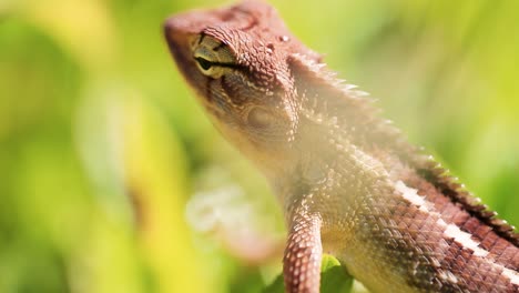 Close-up-shot-of-a-lizard-standing-still-among-green-leaves-in-nature
