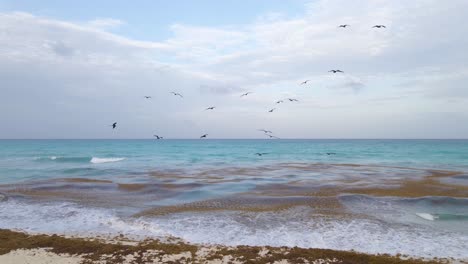Pelican-Flock-of-Birds-Flying-Above-Ocean-on-Cancun-Beach,-Mexico