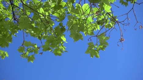 Bright-green-vibrant-leafs-of-tree-waving-in-wind-against-blue-sky
