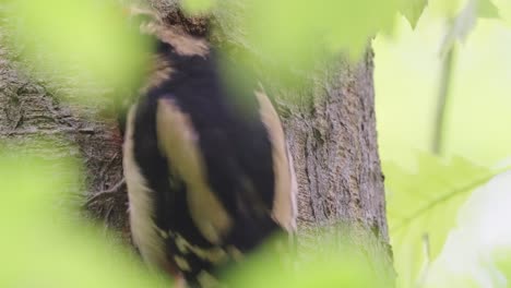 Mother-Great-Spotted-Woodpecker-Feeding-Hungry-Chicks-In-A-Nest-Hole-On-Forest