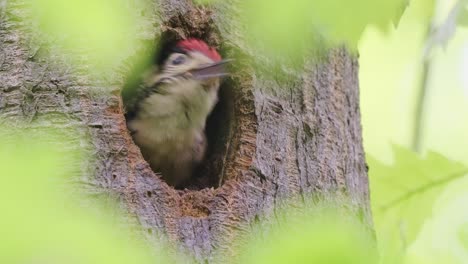 Baby-Buntspecht-Auf-Nest-Im-Hohlen-Baum-Im-Wald