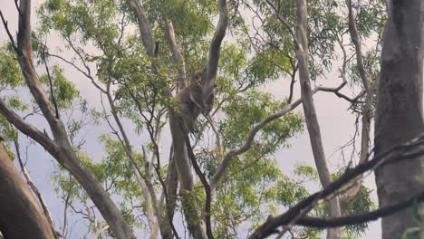 Bottom-up-shot-of-wild-koala-sleeping-on-tree-branch-during-sunny-day-in-Victoria,-Australia