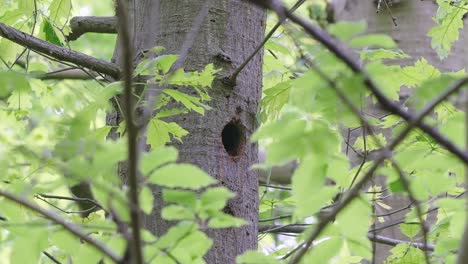 BIRDS---Great-spotted-woodpecker-chick-peeks-out-from-hole-in-tree,-wide-shot