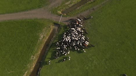 De-Arriba-Hacia-Abajo-Del-Rebaño-De-Vacas-Holstein-Esperando-En-La-Cerca-Para-El-Agricultor,-Holanda