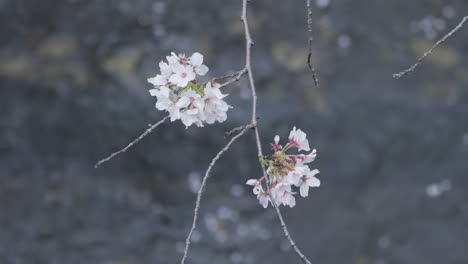 Nahaufnahme-Der-Sakura-Kirschblüte-Mit-Verschwommenen-Blütenblättern,-Die-Im-Hintergrund-Auf-Dem-Wasser-Schwimmen
