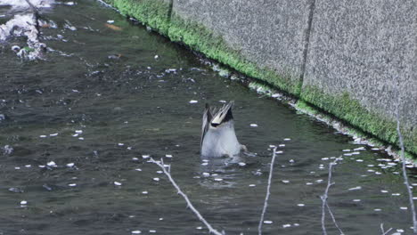 Pair-Of-Green-winged-Teal-Foraging-Food-On-Meguro-River-During-Springtime-In-Tokyo,-Japan