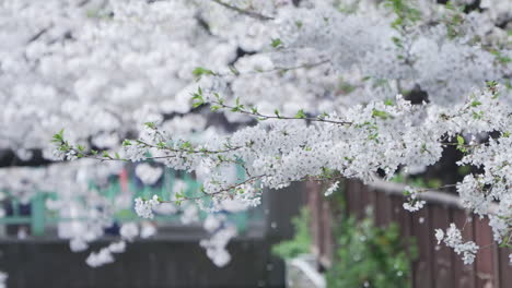 Sakura,-National-Flower-Of-Japan---Beautiful-White-Flowers-Of-Cherry-Blossom-With-Petals-Falling-During-Hanami-Season-In-Tokyo,-Japan
