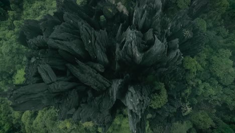 Top-down-birds-eye-view-aerial-shot-of-a-tropical-exotic-forest-in-nature
