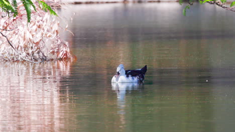 Domestizierte-Ente,-Die-In-Einem-Kleinen-Teich-In-Der-Stadt-Schwimmt