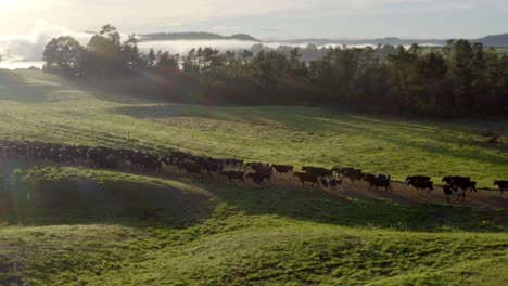 Cows-walking-on-dirt-road-between-green-grass-with-bright-morning-sunlight