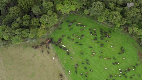 Top-down-of-cows-changing-to-new-paddock-with-fresh-green-grass