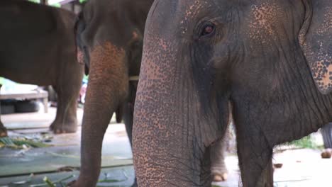 Thai-elephants-eat-palm-tree-leaf's-at-a-elephant-camp-on-Koh-Chang-island