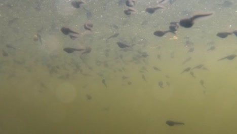 School-Of-Tadpoles-Swim-on-The-Murky-Water-Of-The-Lake