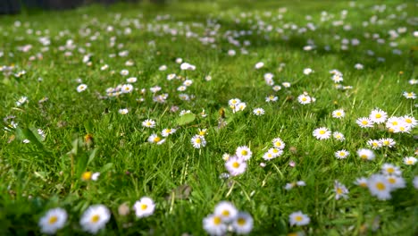 green-lawn-with-dandelions-and-blooming-daisies,-truck-right