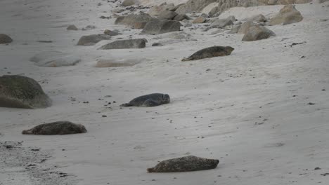 Seehunde-Welpenzeit-Am-Hopkins-Beach-In-Pacific-Grove,-Kalifornien