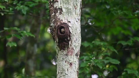 Kragenkauz,-Taenioptynx-Brodiei,-Kaeng-Krachan-Nationalpark,-Thailand