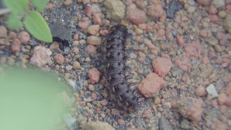 Close-up-a-caterpillar-walking-through-the-sand