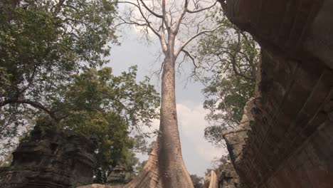 Following-a-giant-tree-down-to-its-roots-which-overgrow-a-temple-ruin-of-Angkor-Wat-in-Cambodia