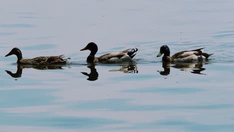 3-ducks-swimming-in-a-row