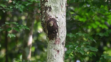 Collared-Owlet,-Taenioptynx-brodiei,-Kaeng-Krachan-National-Park,-Thailand