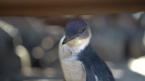 Close-up-shot-of-Australian-little-penguin-looking-around-outdoors-during-sunny-day