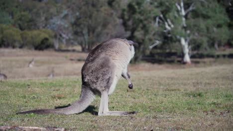 Wallaby-Scratching-Its-Back-While-Standing-At-The-Field