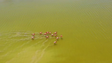 pink-flamingos-walking-across-salt-lake-surface-Las-Coloradas,-rio-lagartos-lagoon-mexico