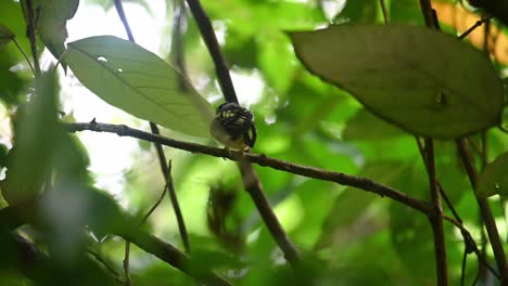 Black-and-yellow-Broadbill,-Eurylaimus-ochromalus,-a-fledgling-in-Kaeng-Krachan-National-Park,-Thailand