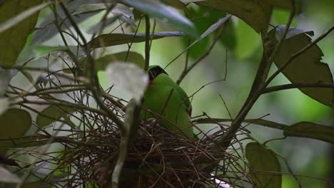 Gemeine-Grüne-Elster,-Cissa-Chinensis,-Kaeng-Krachan-Nationalpark,-Thailand