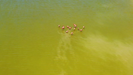 pink-flamingos-in-salt-lake-surface-,-Las-Coloradas,-rio-lagartos-lagoon-mexico