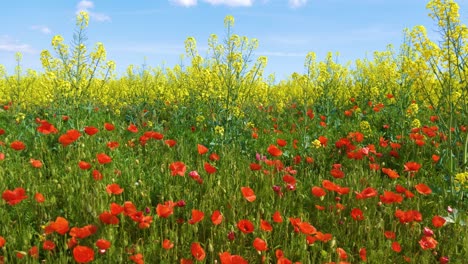 Bereich-Der-Wilden-Mohnblumen-Rote-Und-Gelbe-Blumen-Mit-Sonnigem-Hintergrund-Des-Blauen-Himmels-Rapsanbau-An-Der-Costa-Brava-In-Spanien