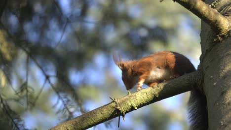 View-Of-Red-Squirrel-On-Tree-Branch-Before-Moving-Away
