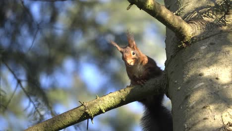 Eurasian-red-squirrel-perched-on-a-tree-branch,-Veluwe-National-Park,-Netherlands