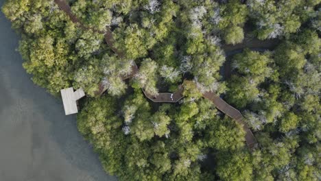 Drone-view-of-the-Kalba-Mangrove-Forest,-also-known-as-Khor-Kalba-located-in-the-northern-emirates-of-Sharjah,-United-Arab-Emirates