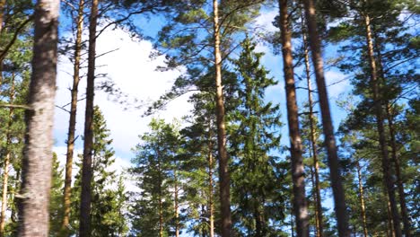 Vista-De-ángulo-Bajo-De-árboles-En-Un-Bosque-En-Suecia,-Carro-Mediano-A-La-Izquierda