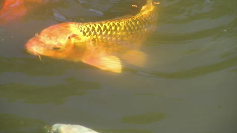 Close-up-of-Koi-feeding-on-food-pellets-in-pond