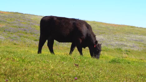 Young-hairy-cattle-grazing-and-chewing-while-standing-and-moving-it's-head-around-on-a-grassy-hill-with-a-bright-sunny-blue-sky-with-Californian-wild-flowers-grass-and-lava-rocks