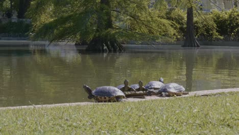 Turtles-at-Retiro-Park,-Madrid