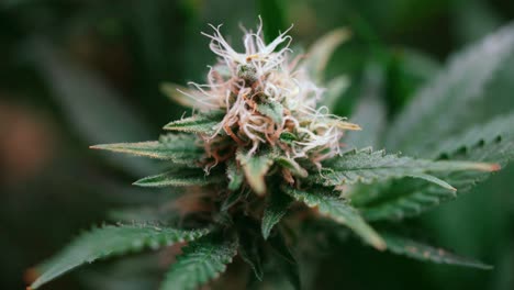 Marijuana,-Cannabis-Gelato-hybrid-plant-strain,-high-THC-content,-close-up