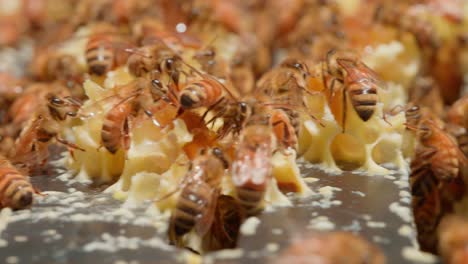 Worker-Honeybees-creating-hexagon-comb-structure-with-beewax,-close-up