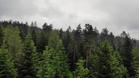 Coniferous-woods-on-rainy-overcast-day,-woodland-wilderness-landscape-aerial