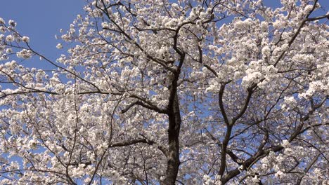 Schöner-Rahmenfüllender-Sakura-baum-Gegen-Blauen-Himmel
