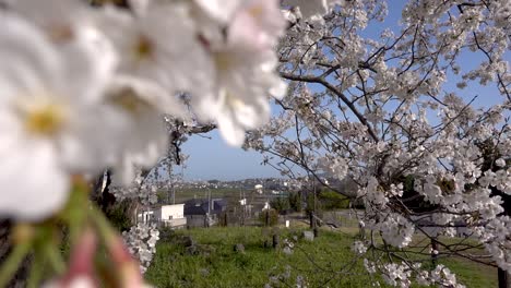 Paisaje-Típico-Japonés-En-El-Parque-Público-Durante-Sakura-En-Primavera