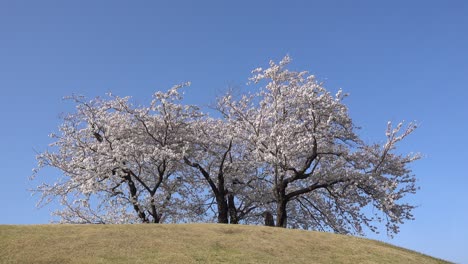 Gesperrter-Blick-Auf-Den-Weiten,-Offenen-Hügel-Mit-Wunderschönen-Rosa-Sakura-Bäumen-An-Der-Spitze