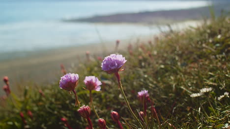 Select-Focus-of-Sea-Thrift-Pink-Flower-Dances-in-Wind-on-British-Coast,-Closeup-Handheld-Shot
