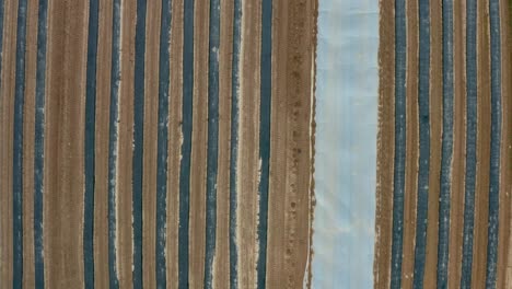 Aerial-top-down-of-rows-of-plastic-covering-plants-in-spring