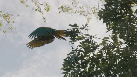 Green-macaw-flies-away-from-tree-branch