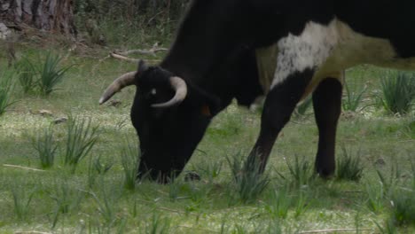 Una-Vaca-Pastando